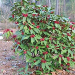 Florida Anise