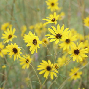 Swamp Sunflower