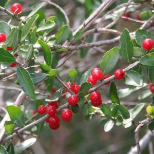 Yaupon Holly
