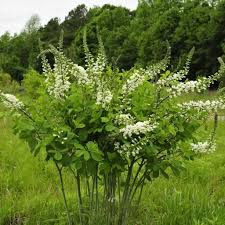 White Wild Indigo