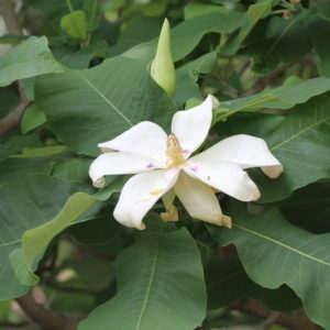 Ashe Magnolia