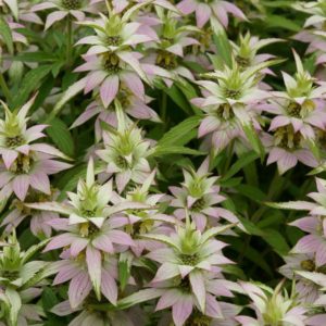 Spotted Bee-Balm