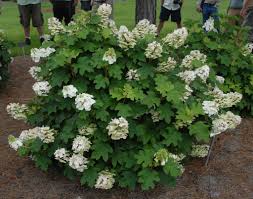 Oakleaf Hydrangea