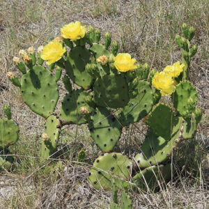 Erect Prickly Pear Cactus