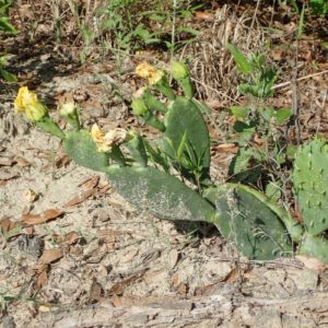 Eastern Pineland Prickly Pear Cactus