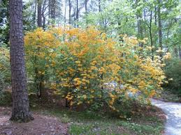 Orange Azalea