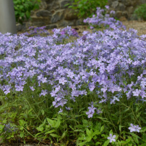Woodland Phlox