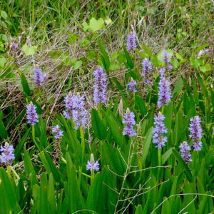 Pickerelweed