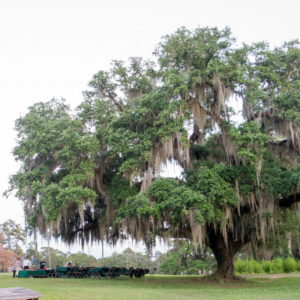 Live Oak