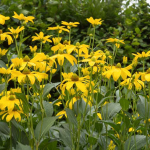 Cutleaf Coneflower