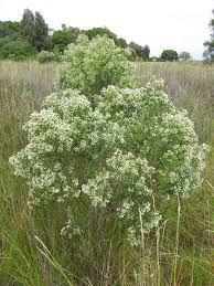 Salt Bush