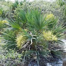 Green Saw Palmetto
