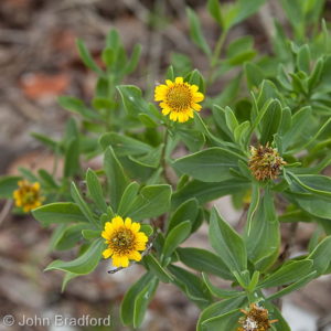 Sea Oxeye