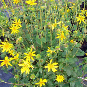 Starry Rosinweed