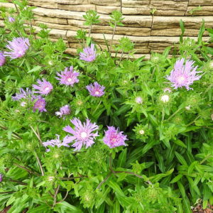 Stokes Aster