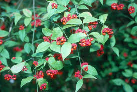 Strawberry Bush