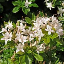 Swamp Azalea