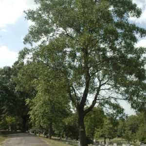Turkey Oak