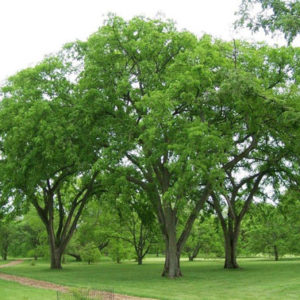 American Elm
