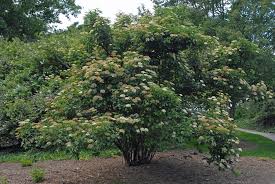 Southern Arrowood