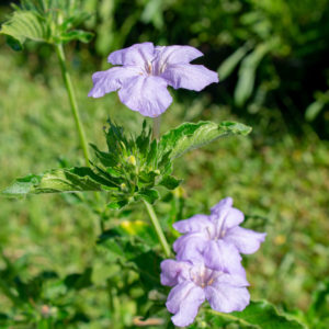 Wild Petunia