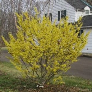 Witch Hazel