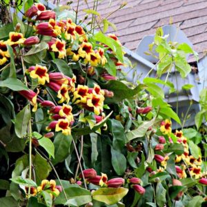 Crossvine