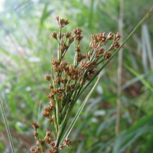 Saw-Grass