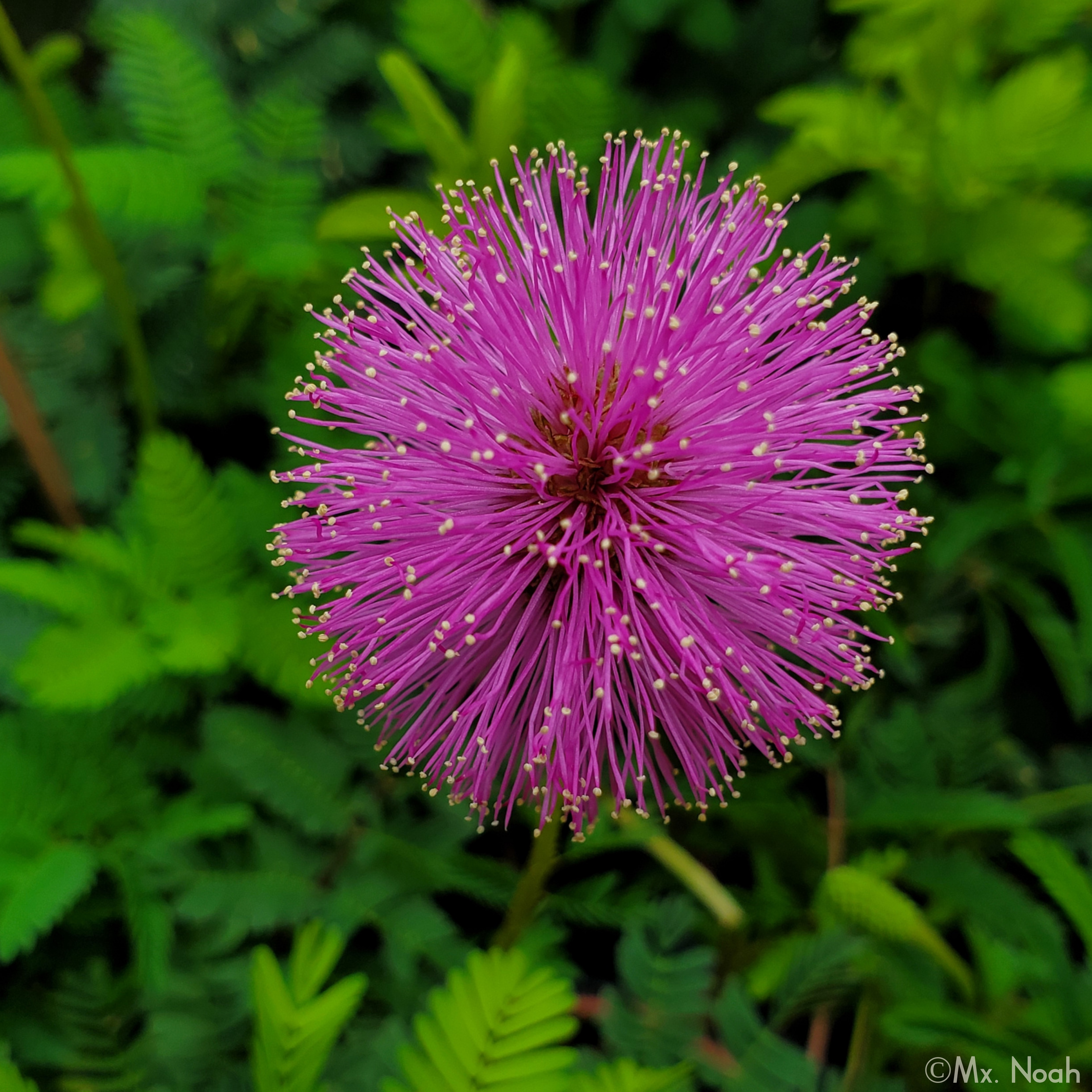 Sunshine Mimosa