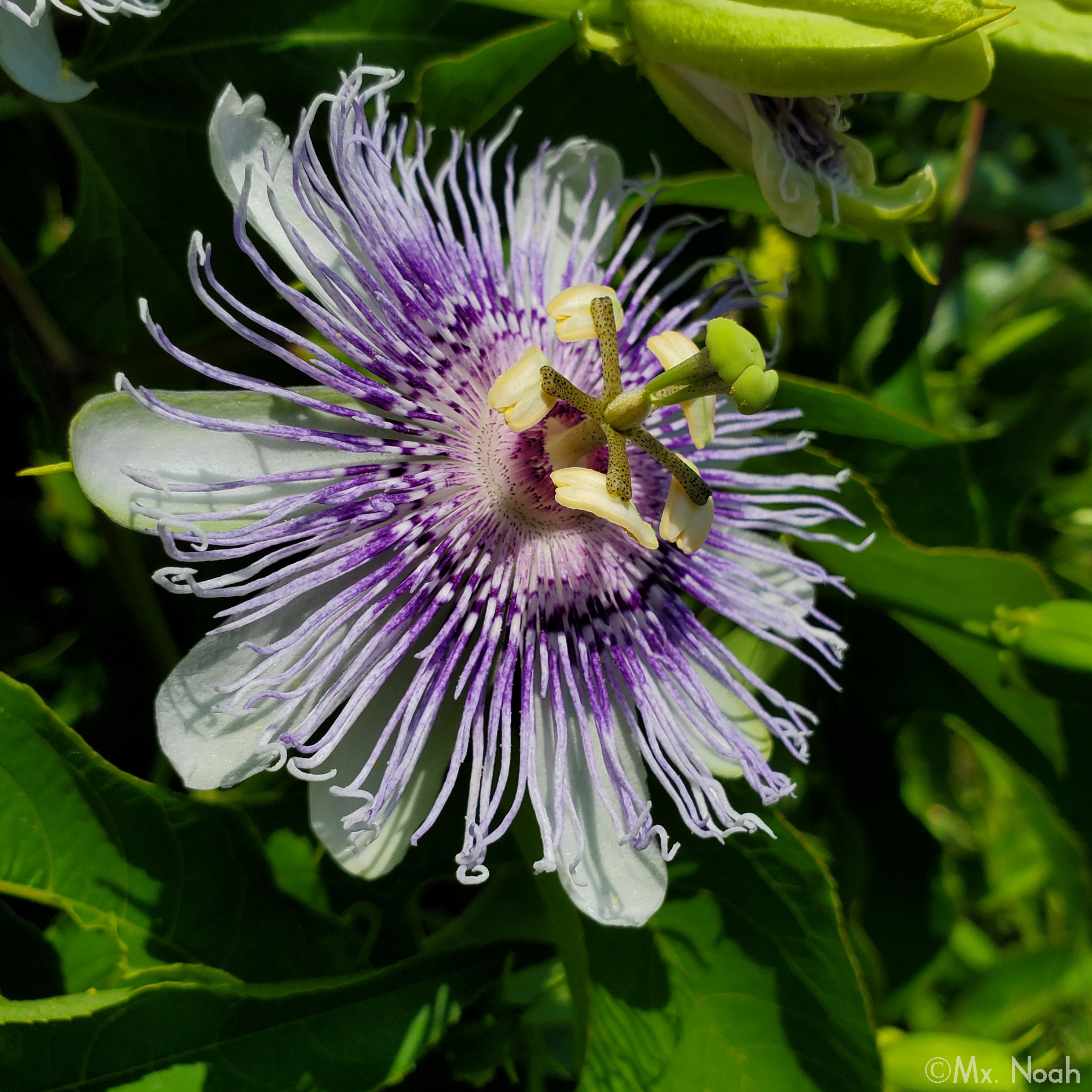 Passionflower