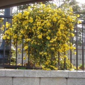 Carolina Jessamine