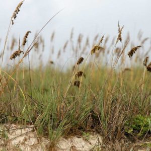 Sea Oats