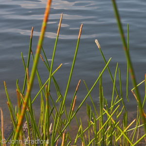 Gulf Coast Spikerush