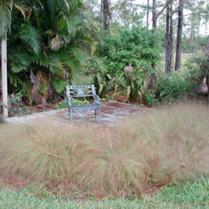 Elliot’s Lovegrass