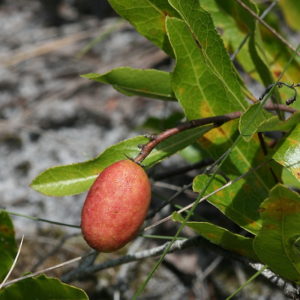 Gopher apple