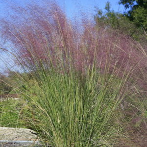 Muhly Grass