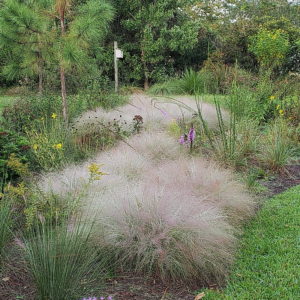 Purple Lovegrass