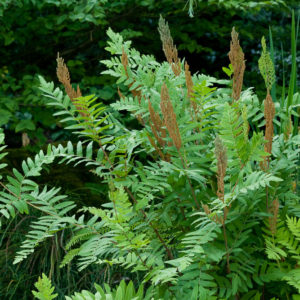 Royal Fern