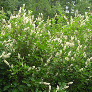 Sweet Pepperbush