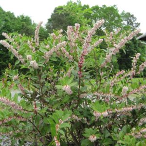 Fetterbush
