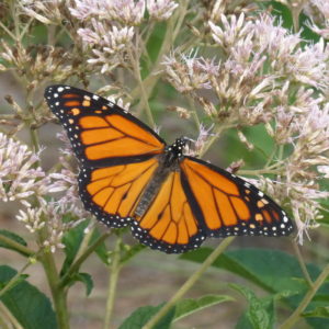 Joe Pye Weed