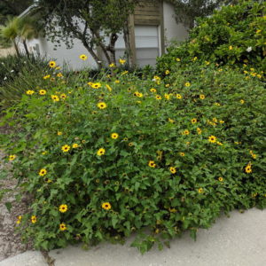 Dune Sunflower