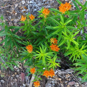 Scrub Milkweed