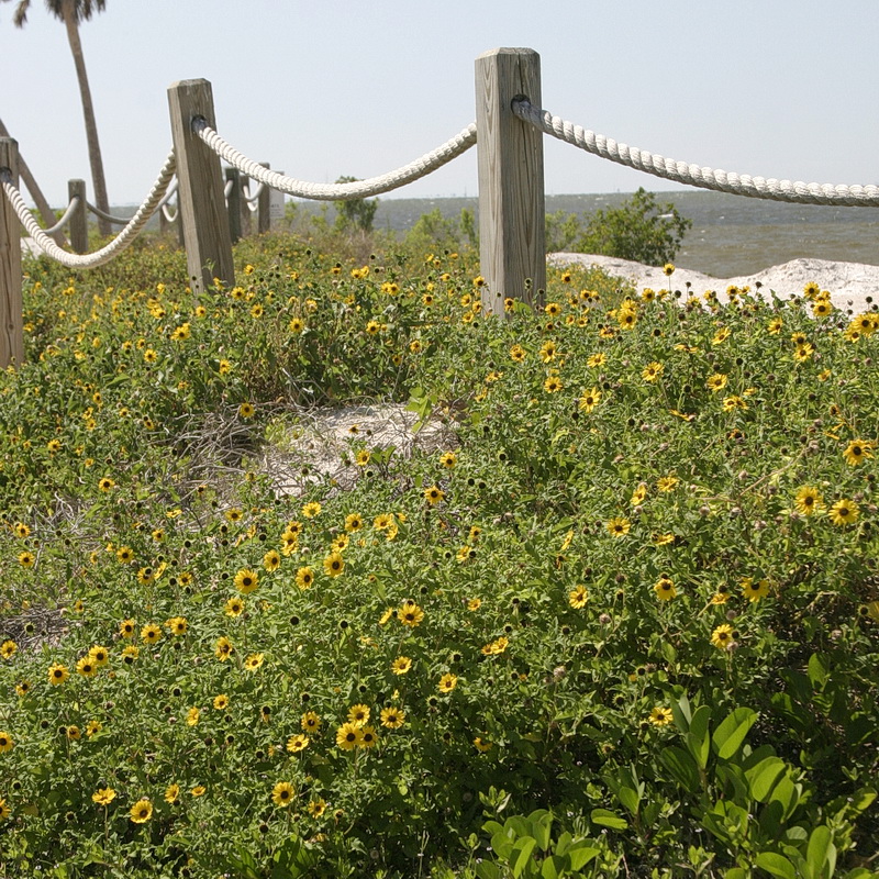 Dune Sunflower – Sandhills Native Nursery