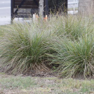 Dwarf Fakahatchee