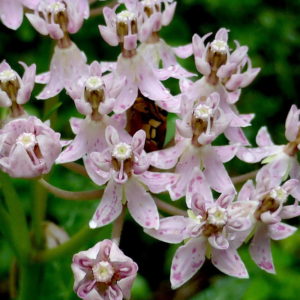Rose Milkweed