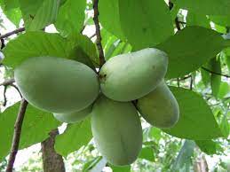Paw Paw
