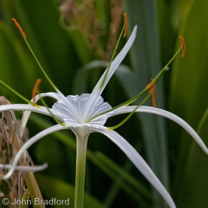 Spider Lily