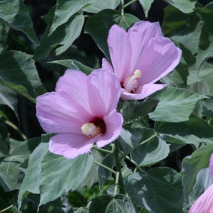 Swamp Hibiscus