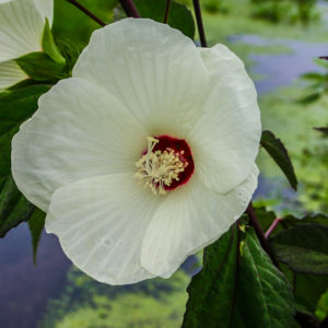 Crimson Eyed Hibiscus